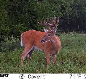 Missouri Whitetail Deer Hunting Missouri Whitetail Deer Hunting